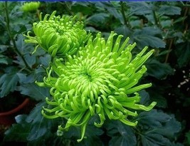 50Seeds Green Spider Chrysanthemum Balcony Flower Seeds, Professional Pack - £23.34 GBP