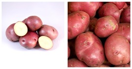 100 Seeds Potato red Skin Home Garden Vegetable Shipping internationally - £14.94 GBP