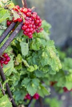 60 Seeds Red Wax Currant Ribes cereum Edible Heirloom Fruit Bush Fresh S... - $118.82 MXN