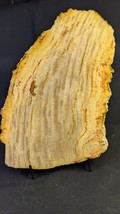 Petrified Wood Large Decorative Crystal Slices ≥9.0&quot; &amp; over 30 oz ( Item... - $1,014.06 MXN