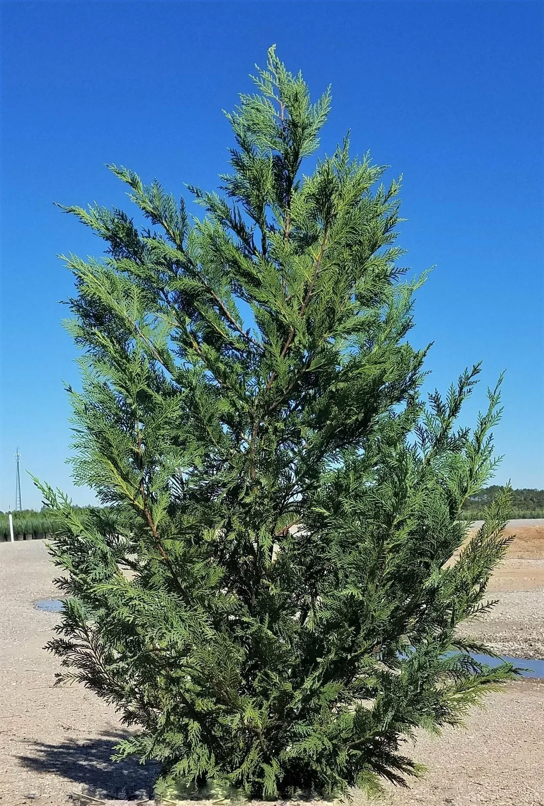 6-12&quot; Tall - 2.5&quot; Pot Murray Cypress Tree Live Potted Plant Christmas Tree - £58.17 GBP