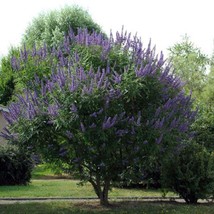 Vitex Agnus-Castus Monks Pepper Chaste Tree 50 Seeds Usa Fast Shipping - £10.30 GBP