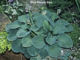 1 Hosta Mini Blue Mouse Ears Rooted Plug Dormant - $5.93