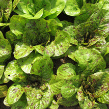 250 Romaine Lettuce Seeds Freckles Multi Color Garden USA Seeds - £5.98 GBP