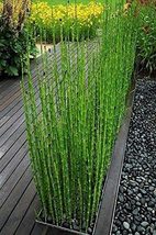 10 x Horsetail Reed That Looks Like Mini Bamboo (Equisetum Hyemale) - £35.77 GBP