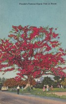 Florida&#39;s Famous Kapok Tree in Bloom Clearwater FL Postcard D19 - $2.99