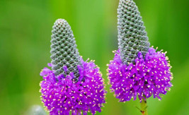 Clover Purple Prairie Flower 315 Seeds - £3.90 GBP