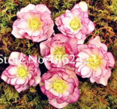 100 Pcs Bag Mixed Colors Japanese Potted Helleborus Flower Plants Plant Rate Col - $13.80