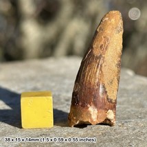 Spinosaurus Dinosaur Tooth Fossil Genuine Specimen - Morocco Cretaceous - $25.48