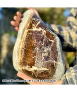 Exquisite Polished Petrified Wood Display Piece - Jurassic Coast, Charmo... - £225.80 GBP