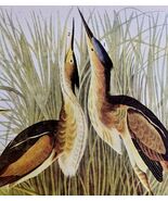 Least Bittern Bird 1946 Color Art Print John James Audubon Nature DWV2J - $545.74 MXN