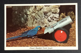 Macaws Jacky Parrot Jungle Bird Miami Florida FL Curt Teich UNP Postcard 1961 - $5.99