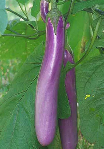 HT 50Chinese Eggplants Seed Long Purple Eggplants Aubergine Asian Planti... - $7.99