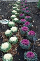 USA Ornamental Kale Mixed Colors Brassica Oleracea Flower 60 Seeds - £8.73 GBP