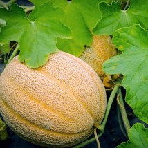 25 Seeds Hales Best Jumbo Melon Seeds, NON-GMO, Cantaloupe, Muskmelon - $3.36