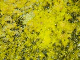 GUILLEMENITE - Rare Barium Uranium Selenite - Musonoi Mine, Katanga, CONGO - $225.00