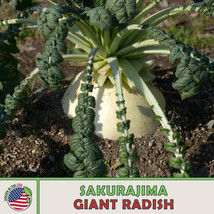 LWSTORE 20 Sakurajima Giant Radish Seeds Heirloom Non Gmo Genuine USPS Shipping - £6.78 GBP