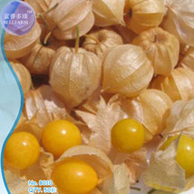 Fresh Perennial Physalis Cape Gooseberry Seeds Chinese Lantern, 50 Seeds, edible - £2.78 GBP