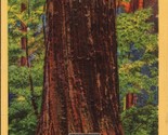 Roosevelt Tree Big Trees Park Canta Cruz County CA Postcard PC535 - $4.99