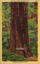 Roosevelt Tree Big Trees Park Canta Cruz County CA Postcard PC535 - £3.88 GBP