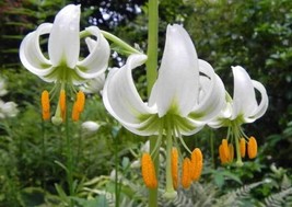 Lilium Martagon Var. Album 10 Seeds Fresh Garden USA SELLER - £17.99 GBP