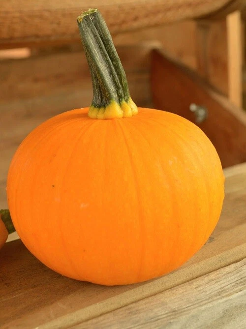 25 Pumpkin Seeds Kandy Korn Plus Pumpkin Candy Corn Pumpkin - $28.63
