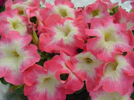 200 Pink &amp; White Petunia Flowers Garden Seeds Planting Perennial - £10.83 GBP