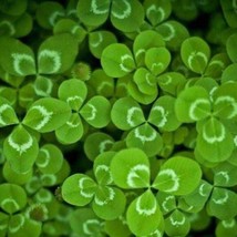 200 Seeds Clover Lucky Grass Fragrant Lawn Groundcover - $14.90