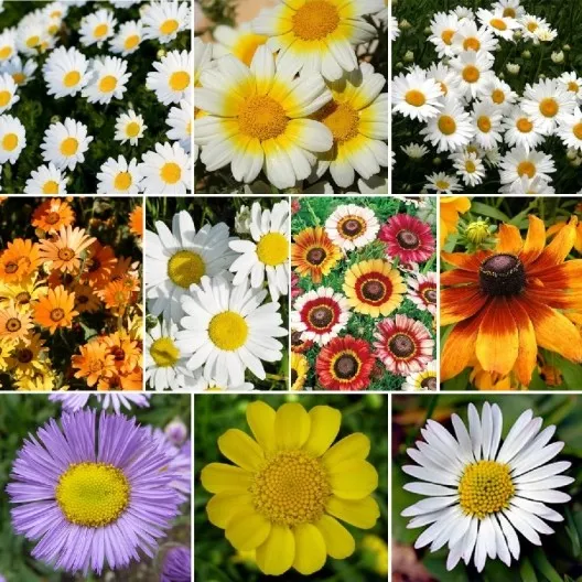 Daisy Wildflower Seed Mix, 10 Daisy Species 1250 or 1/4 OZ - $6.98