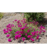 Purslane Rock (Calandrinia Umbellata) 100 Seeds - $7.98