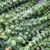 Fresh Garden 100 Long Island Improved Brsel Sprouts NON-GMO Heirloom - £7.02 GBP