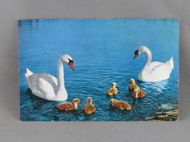 Vintage Postcard - Swan Family Switzerland - H. Steinhauer - £11.72 GBP