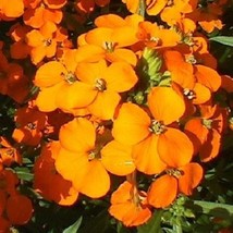 USA Seller 50 Orange Siberian Wallflower Erysimum Allioni Biennial Flower Seeds  - £16.08 GBP