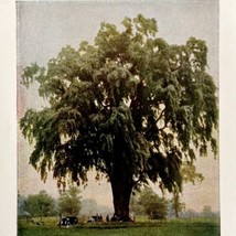 1917 American Elm Trees Lithograph Print Antique Nature Ephemera 8 x 5&quot; - £19.97 GBP