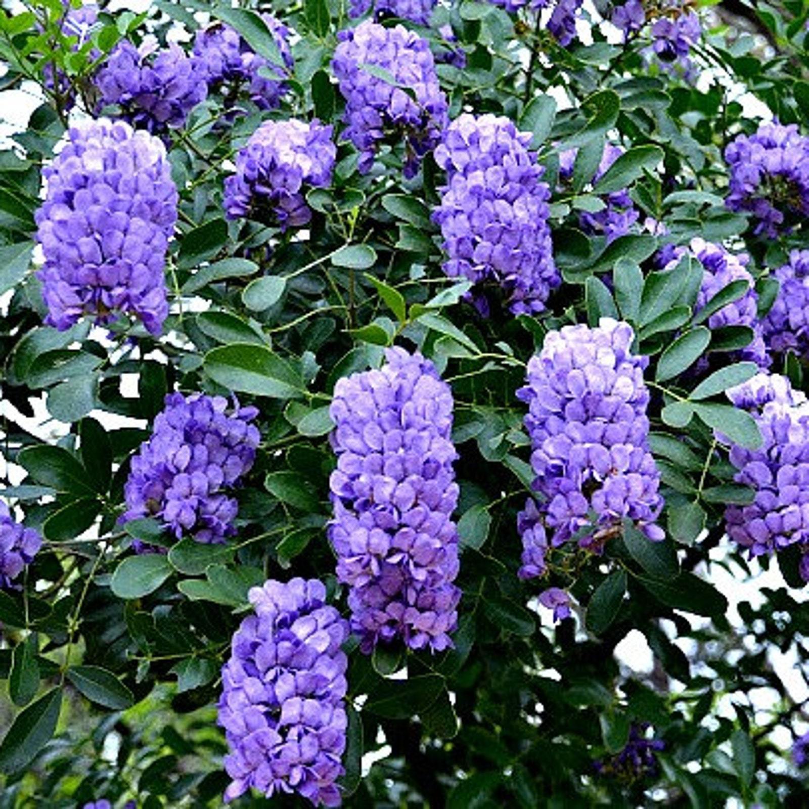 Texas Mountain Laurel 10 seeds Sophora secundiflora fragrant blooms xeri... - $14.00