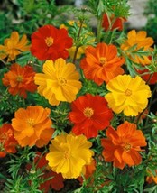Grow In US 100 Seeds Cosmos  Bright Lights mix - £6.78 GBP