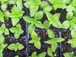 401 Genovese Basil Seeds Summer Herb Fresh Pesto Patio Container Garden - £9.37 GBP