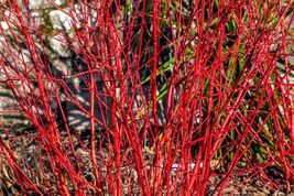 20 Red Twig Dogwood American Red Osier Shrub White Flower Cornus Sericea... - $223.26 MXN