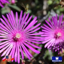 25 Ice Plant Delosperma Seeds - Non-Gmo Garden Usa Shipping - $5.98