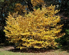 American Witch Hazel 4" pot Hamamelis virginiana image 2