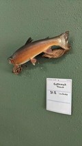 Beautiful Real Skin 21.5”  Cutthroat Trout Taxidermy Mount - £297.59 GBP