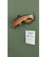 Beautiful Real Skin 21.5”  Cutthroat Trout Taxidermy Mount - £298.85 GBP