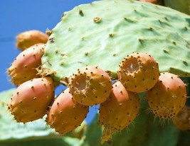 NOPAL YELLOW FRUIT nopalina nopalea exotic edible cactus sweet juice 50 SEEDS - £9.76 GBP