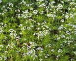 White Galium Ground Cover Flowers Sweet Woodruff Odoratum 200 + Pure Seed - $6.58