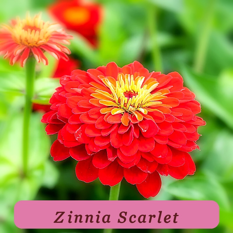 100+ Scarlet Flame Premium Seeds Zinnia Seeds For Garden Planting Usa - $7.41