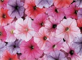 Petunia Seeds Petunia Celebrity Ice Mix Seeds 50 Pelleted Seeds Garden USA Seeds - £7.13 GBP