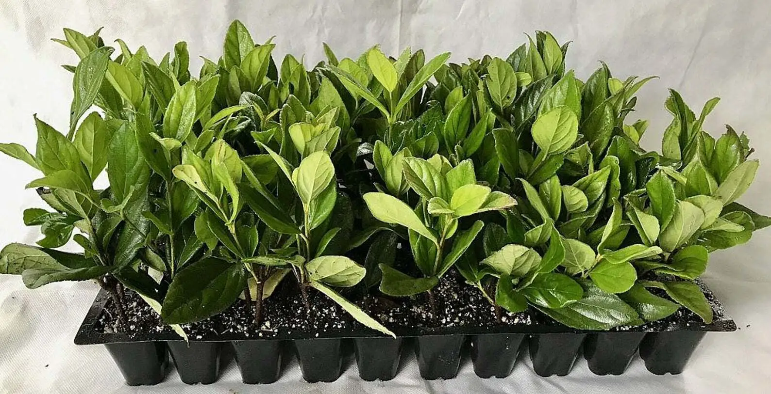 Viburnum Suspensum Live Plants Low Maintenance Shrub Privacy Hedge - $40.77