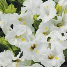 Fast Ship USA Seller 1R7D5 Torenia Seeds 500 Flower Seeds Kauai White - $55.40