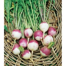 US Seller 250 American Purple Top Rutabaga Seeds Non Gmo Fresh - £6.42 GBP