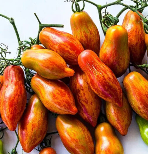 MBK Prairie Fire Tomato Seeds Non-Gmo Plumsauce Large Grapecherry Type H... - $8.79